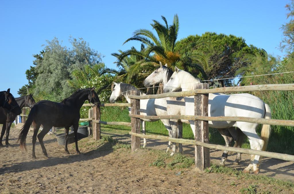 Mas Albert Espelly Saintes-Maries-de-la-Mer Buitenkant foto